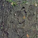 Second image from the photoset 'wood (x)'.