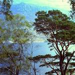 Fourth image from the photoset 'wood (x)'.