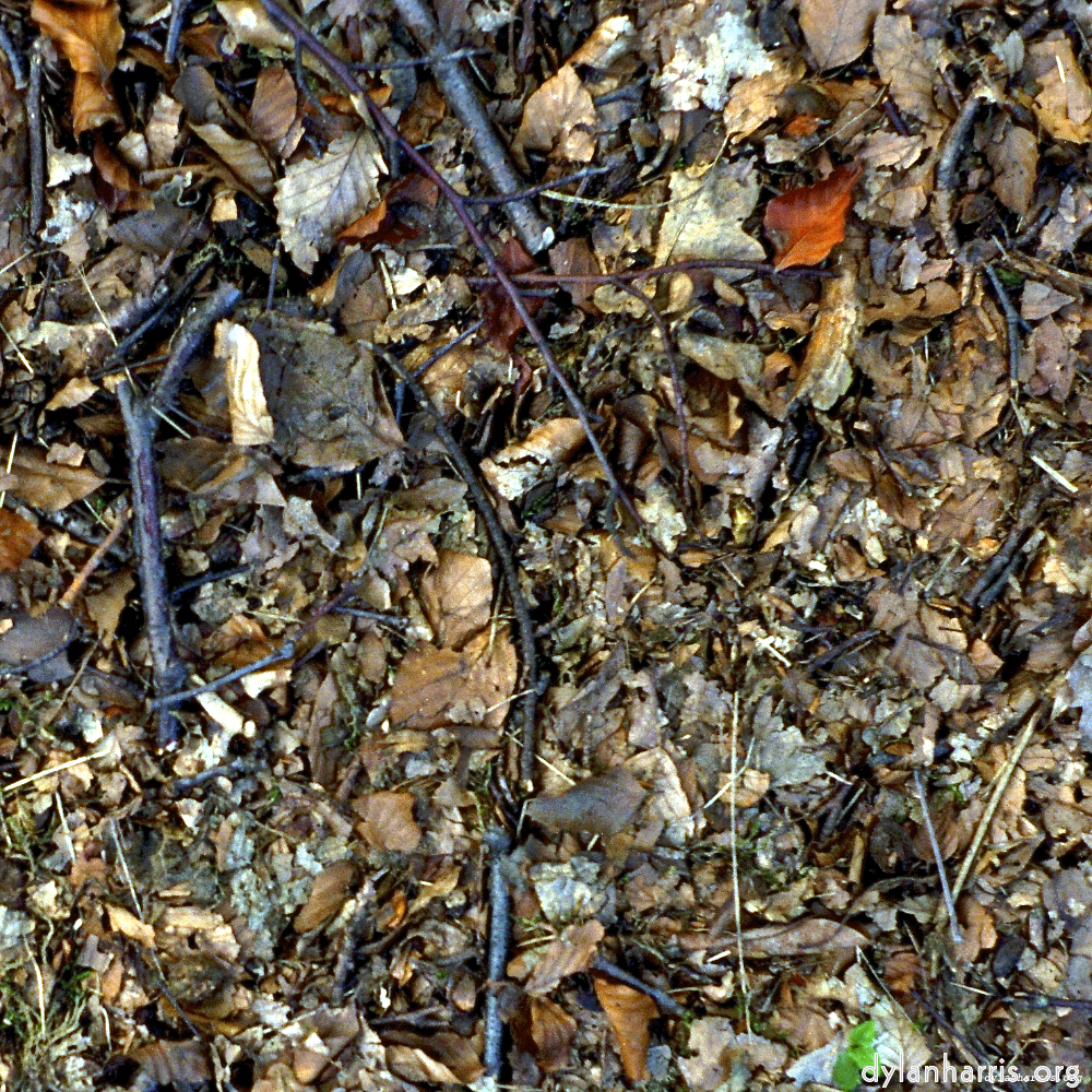 Image 'untitled (xvii) 1'.