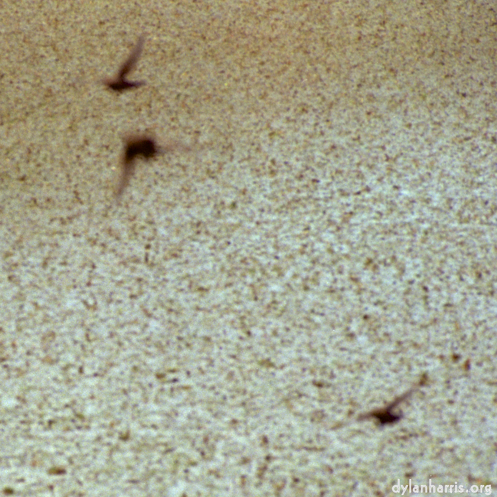 Image 'untitled (xvii) 2'.