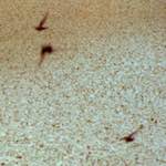 Second image from the photoset 'untitled (xvii) '.