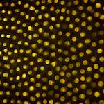 Fourth image from the photoset 'untitled (xvii) '.