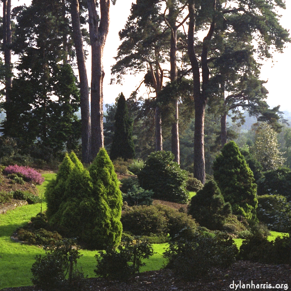 Image 'wood (xi) 2'.