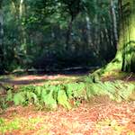 First image from the photoset 'wood (xi)'.