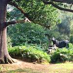 Fourth image from the photoset 'wood (xi)'.