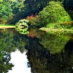 Fifth image from the photoset 'wood (xi)'.