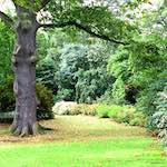 Eighth image from the photoset 'wood (xi)'.