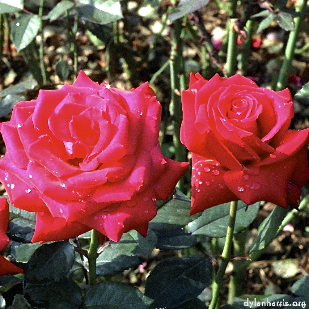 image: This is &lsquo;flower (i) 1&rsquo;.