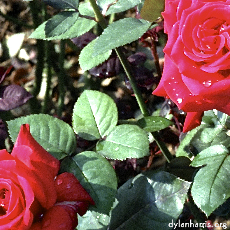 image: This is &lsquo;flower (i) 10&rsquo;.