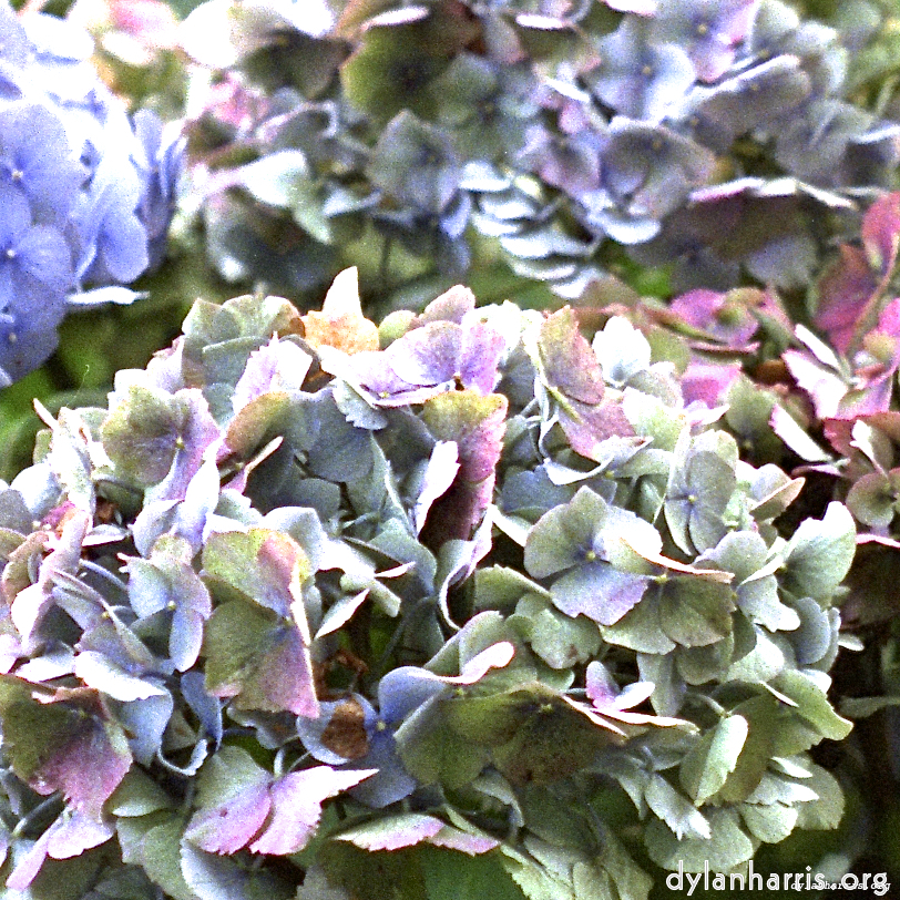 image: This is &lsquo;flower (i) 2&rsquo;.