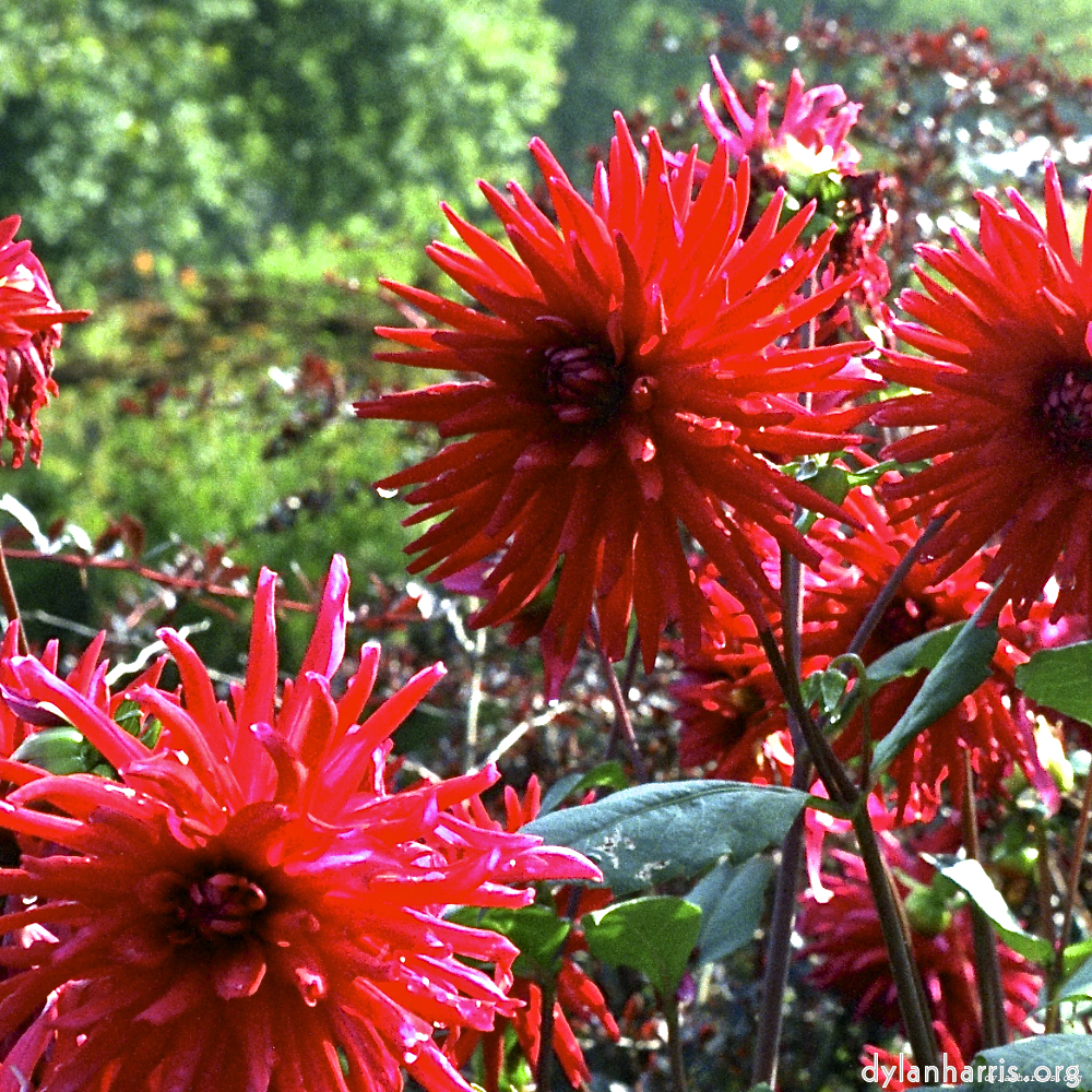 image: This is &lsquo;flower (i) 3&rsquo;.