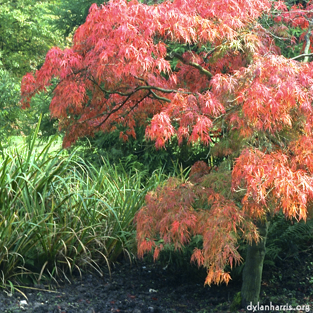 image: This is &lsquo;flower (i) 4&rsquo;.