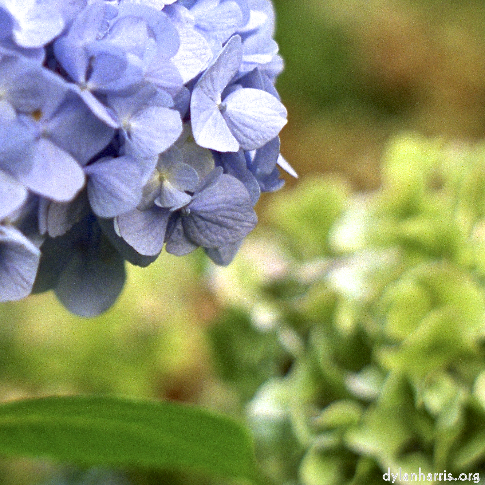 image: This is &lsquo;flower (i) 7&rsquo;.