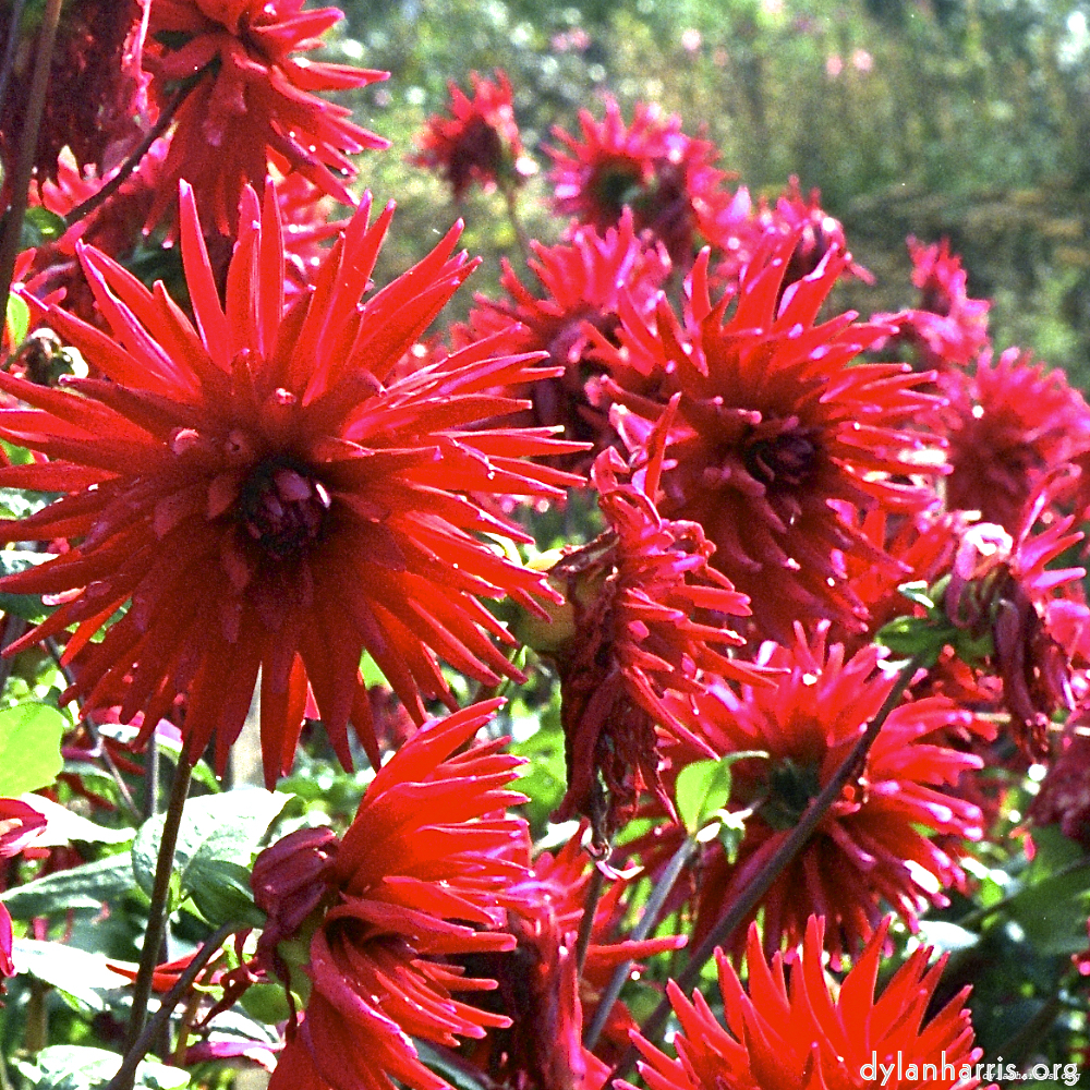 Image 'flower (i) 8'.