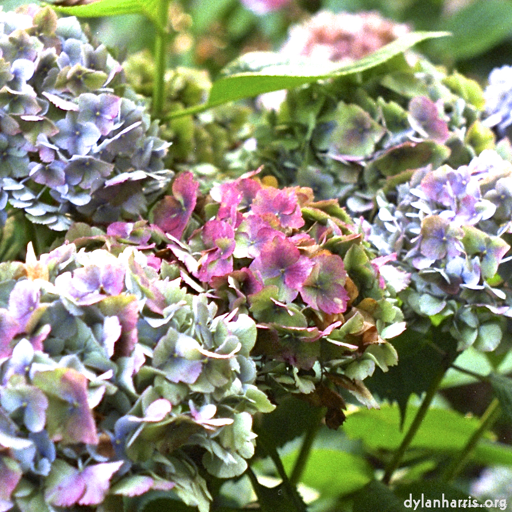 image: This is &lsquo;flower (i) 9&rsquo;.