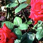 image: Image from the photoset &lsquo;flower (i)&rsquo;.