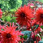 image: Image from the photoset &lsquo;flower (i)&rsquo;.