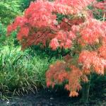 image: Image from the photoset &lsquo;flower (i)&rsquo;.