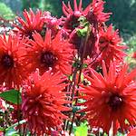 image: Image from the photoset &lsquo;flower (i)&rsquo;.