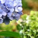 image: Image from the photoset &lsquo;flower (i)&rsquo;.