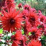 image: Image from the photoset &lsquo;flower (i)&rsquo;.