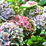 image: Image from the photoset &lsquo;flower (i)&rsquo;.