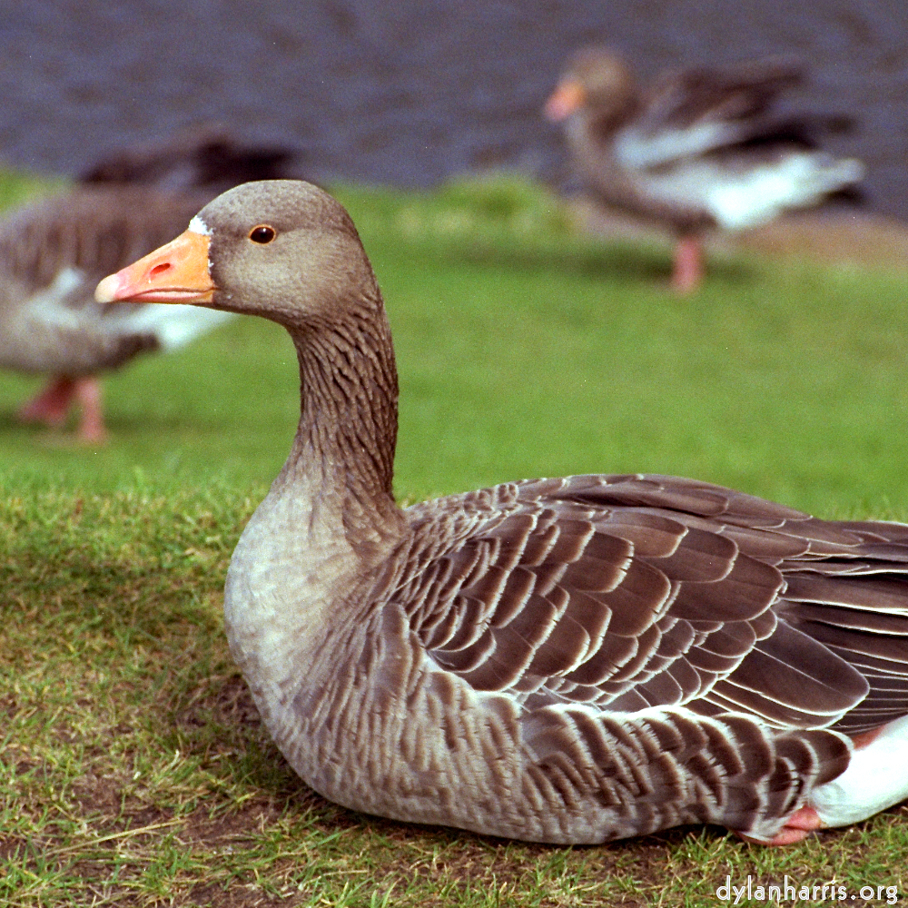 image: This is &lsquo;edinburgh (i) 5&rsquo;.