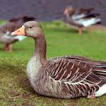 Fifth image from the photoset 'edinburgh (i)'.