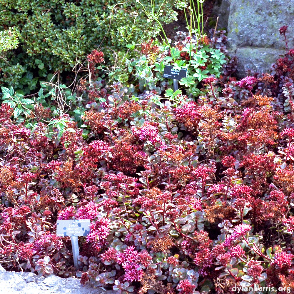 Image: Image 'flower (ii) 1'.