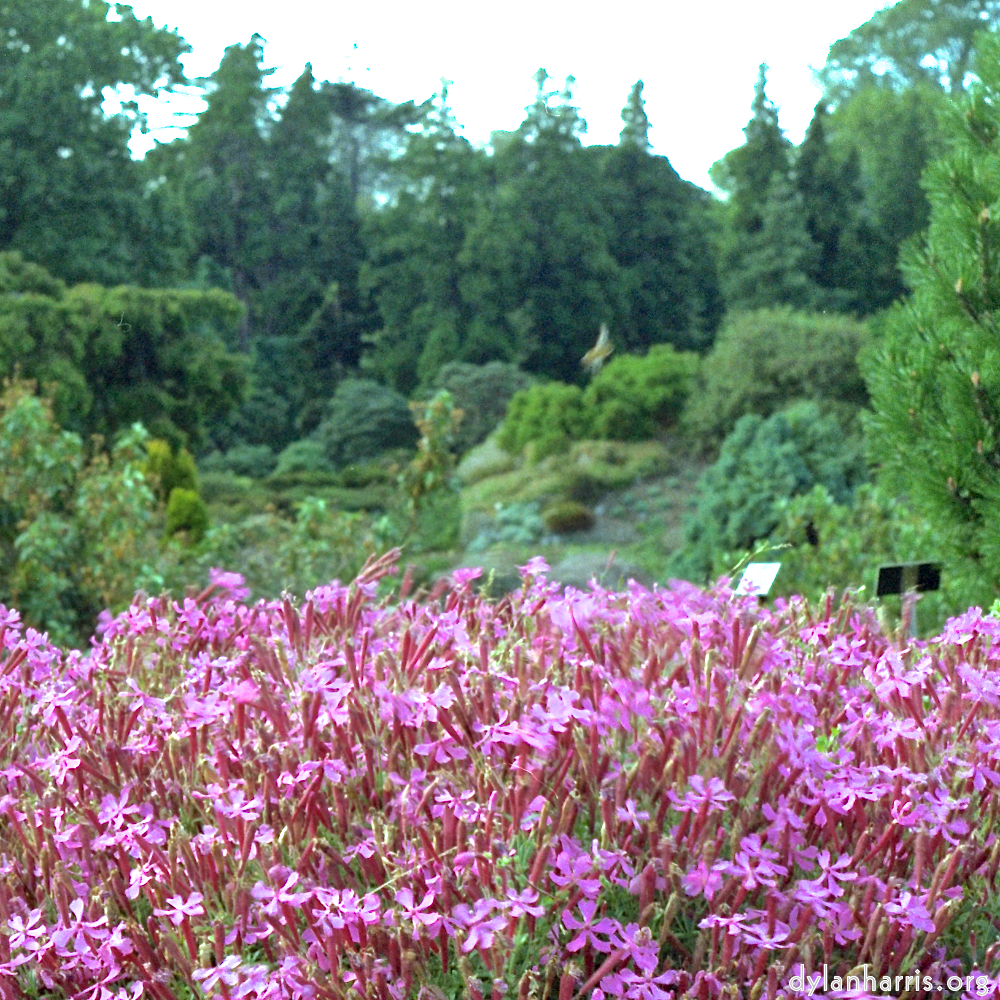 Image: Image 'flower (ii) 3'.