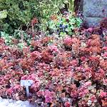 Image: First image from the photoset 'flower (ii) '.