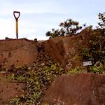 Image: Fourth image from the photoset 'flower (ii) '.