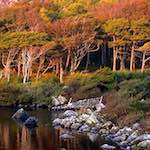 Fourth image from the photoset 'highlands (ix)'.