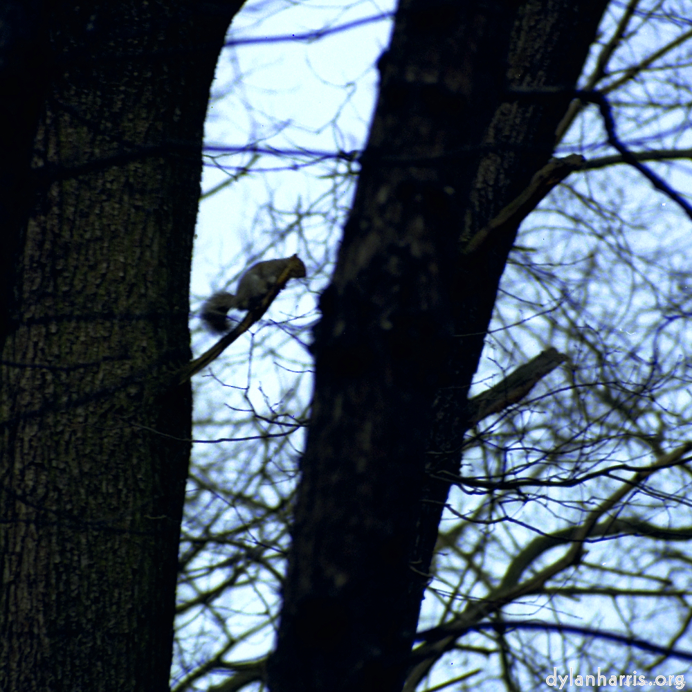 Image 'wood (xi) 2'.