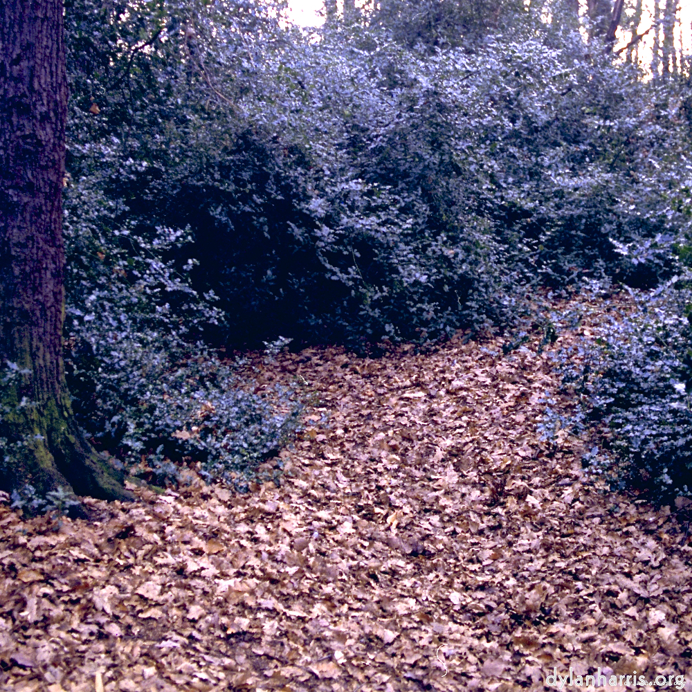 Image 'wood (xi) 3'.