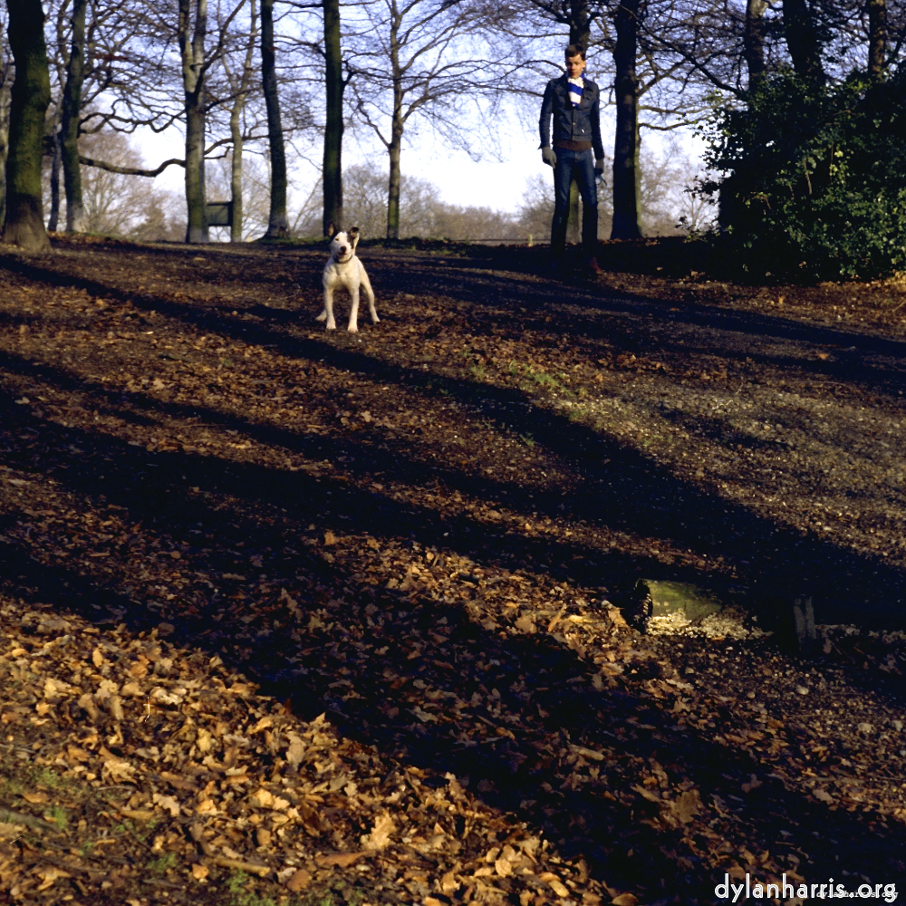 Image: Image 'wood (xi) 4'.