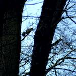 image: Image from the photoset &lsquo;wood (xi)&rsquo;.