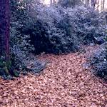 image: Image from the photoset &lsquo;wood (xi)&rsquo;.