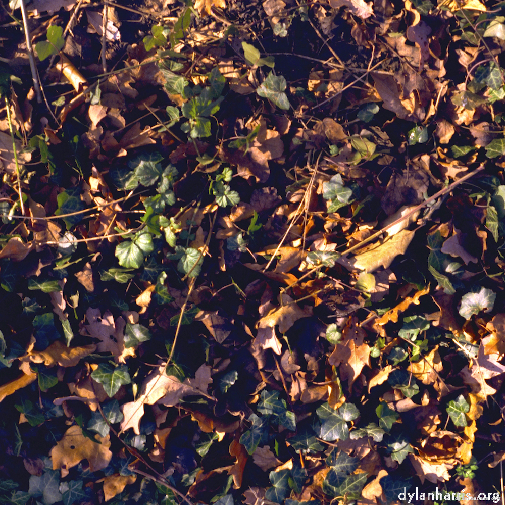 Image 'wood (xii) 1'.