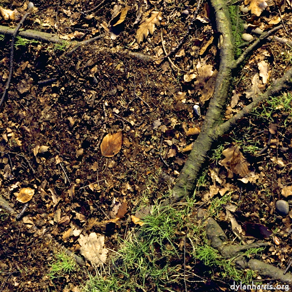 image: This is &lsquo;wood (xii) 2&rsquo;.