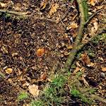 image: Image from the photoset &lsquo;wood (xii)&rsquo;.