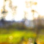 image: Image from the photoset &lsquo;wood (xiii)&rsquo;.