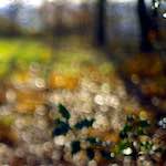 image: Image from the photoset &lsquo;wood (xiii)&rsquo;.