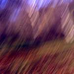 image: Image from the photoset &lsquo;wood (xiii)&rsquo;.