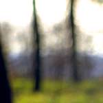 image: Image from the photoset &lsquo;wood (xiii)&rsquo;.