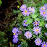 Second image from the photoset 'family (ix)'.