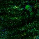 image: Image from the photoset &lsquo;damage (cccix)&rsquo;.