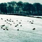 image: Image from the photoset &lsquo;damage (cccxv)&rsquo;.