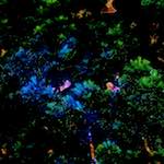 image: Image from the photoset &lsquo;damage (ccli)&rsquo;.