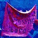 image: Image from the photoset &lsquo;damage (ccxxxi)&rsquo;.